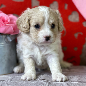 Cavapoo Puppy Carina