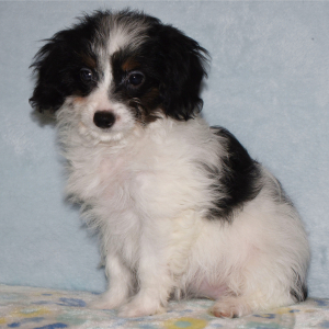Yorkiepoo Puppy Missy