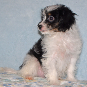 Yorkiepoo Puppy Missy