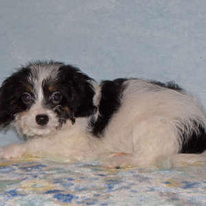 Yorkiepoo Puppy Missy