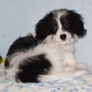 Yorkiepoo Puppy Missy