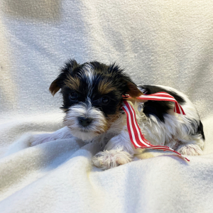Yorkshire Terrier Puppy Chuck