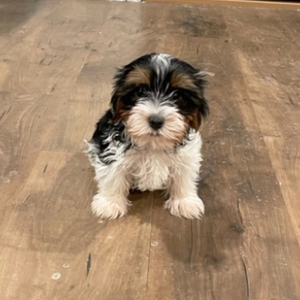 Yorkshire Terrier Puppy Chuck