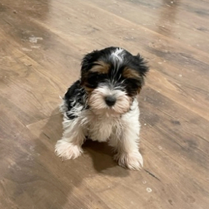 Yorkshire Terrier Puppy Chuck