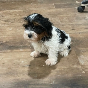 Yorkshire Terrier Puppy Chuck