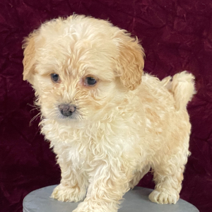Goldendoodle Puppy Tansy