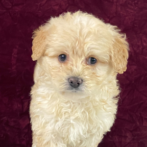 Goldendoodle Puppy Tansy
