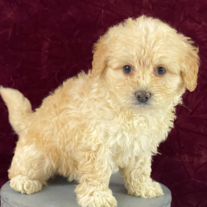 Goldendoodle Puppy Tansy