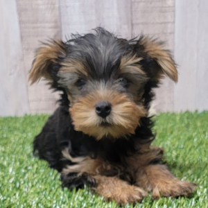 Yorkshire Terrier Puppy Uso