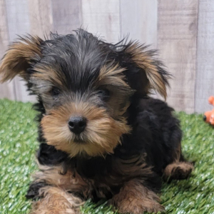 Yorkshire Terrier Puppy Uso