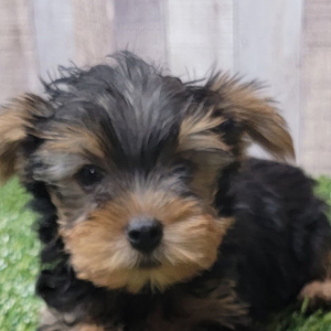 Yorkshire Terrier Puppy Uso