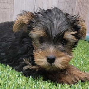 Yorkshire Terrier Puppy Uso