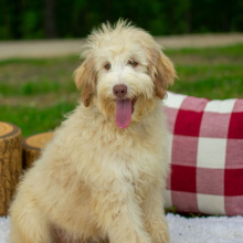 Aussiedoodle Puppy Oakley