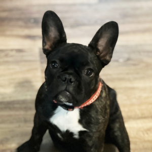 French Bulldog Puppy Chloe