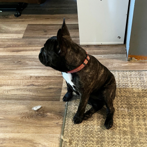 French Bulldog Puppy Chloe