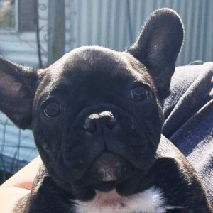 French Bulldog Puppy Chloe