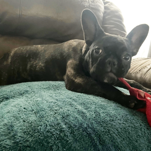 French Bulldog Puppy Chloe