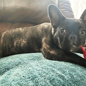 French Bulldog Puppy Chloe
