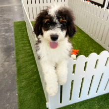 Bernedoodle Puppy Aldo
