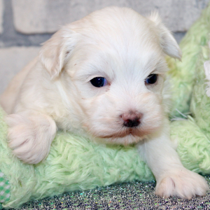 Lenny A White Lemon Male Maltese Puppy Puppyspot