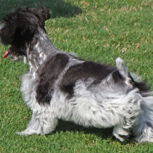 Miniature Schnauzer Puppy Hayes