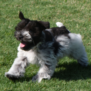 Miniature Schnauzer Puppy Hayes