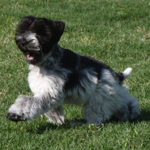 Miniature Schnauzer Puppy Hayes