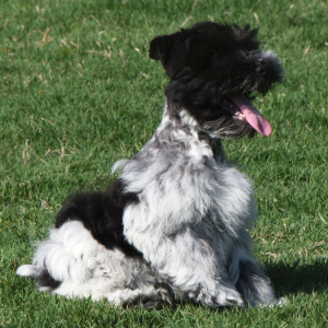 Miniature Schnauzer Puppy Hayes