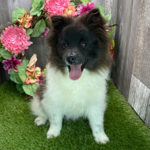 Pomeranian Puppy Felicity