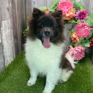 Pomeranian Puppy Felicity