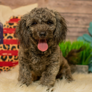 Shihpoo Puppy Clay