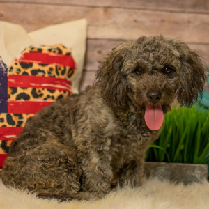 Shihpoo Puppy Clay