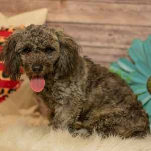 Shihpoo Puppy Clay