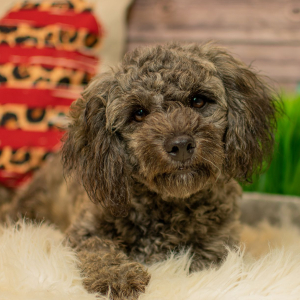 Shihpoo Puppy Clay