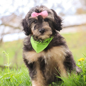 Bernedoodle Puppy Tess