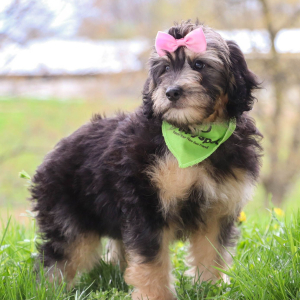 Bernedoodle Puppy Tess