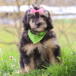 Bernedoodle Puppy Tess
