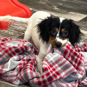 Cavapoo Puppy Dexter
