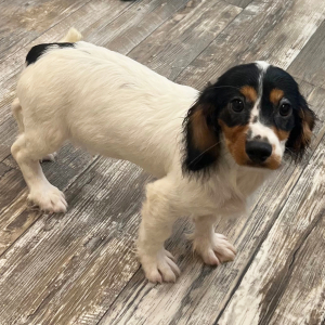 Cavapoo Puppy Dexter