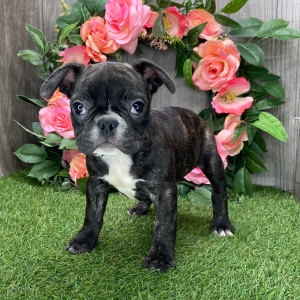 French Bulldog Puppy Dude