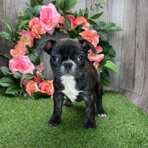 French Bulldog Puppy Dude