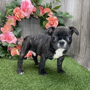 French Bulldog Puppy Dude