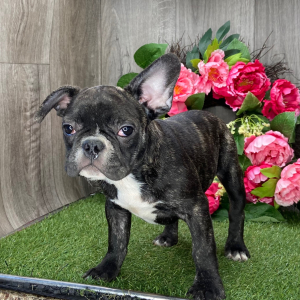 French Bulldog Puppy Dude