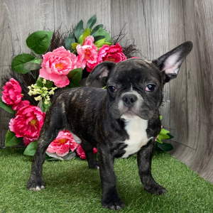 French Bulldog Puppy Dude