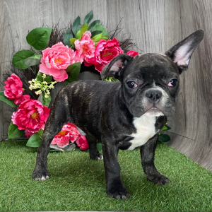 French Bulldog Puppy Dude