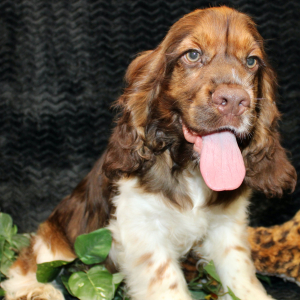 Cocker Spaniel Puppy Sarge