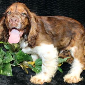 Cocker Spaniel Puppy Sarge