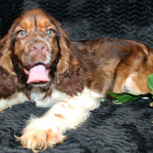 Cocker Spaniel Puppy Sarge