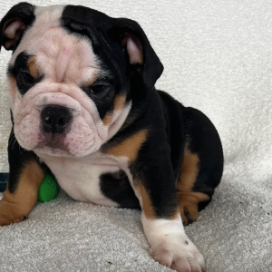 Bulldog Puppy Tarzan