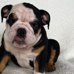 Bulldog Puppy Tarzan
